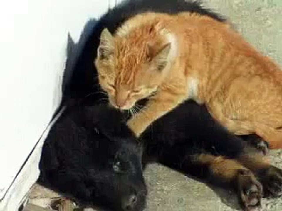 Funny animals for animal FAIL COMPILATION FAIL 2015 feil 2015 funny cat and dog fails ПРИКОЛЫ 2015
