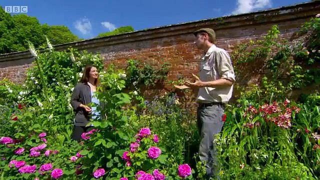 Roses and Climbers & Creepers