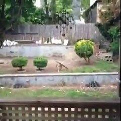 Super Funny Animals Fails Video! Funniest Dogs Compilation Video!