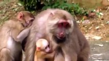 [ HOT ] Funny Animals *** Funny 2061 @@@  dong vat vui ve HD