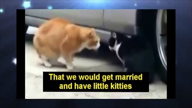 102. Funny Animals - Cats Fighting (The First Video With Original Captions)