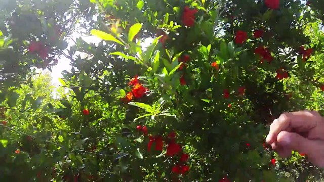 Nar Ağacı, Nar Yetiştiriciliği, Nar Bahçesi