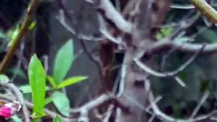 THỊNH VƯỢNG HOUSE - HÀNG RÀO NHÔM ĐÚC CÔNG NGHỆ NHẬT BẢN