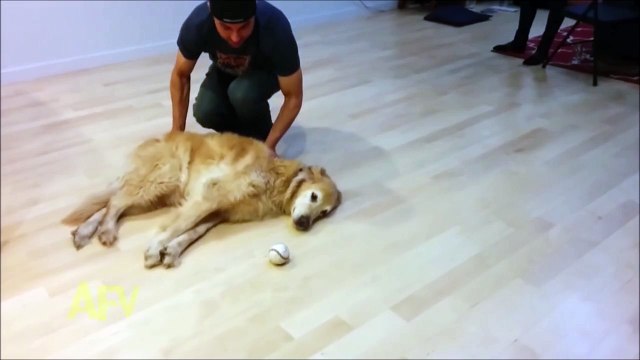 Un chien très très flemmard
