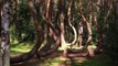 Une forêt étrange aux arbres tordus - Krzywy Las