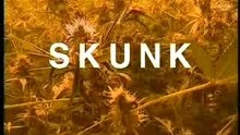 Skunk - the movie