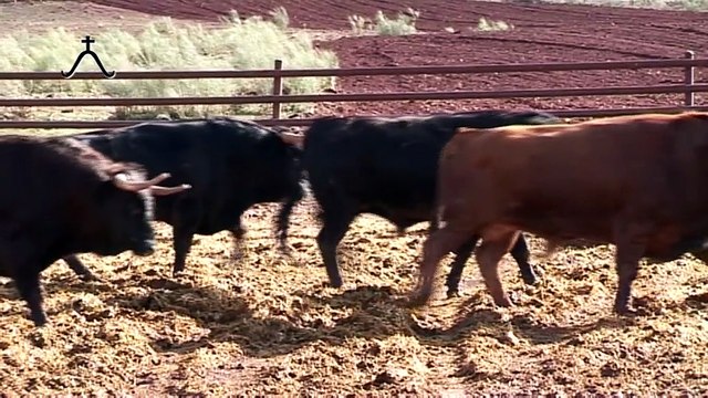 PAD CLIP TOROS ARLES 2016 AVEC CARTELS