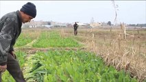 تدهور القطاع الزراعي بسوريا ينذر بأزمة غذائية