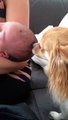 Dog caught smiling at newborn baby