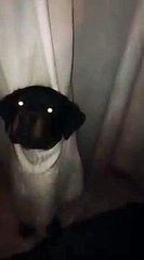 Rottweiler puppy loses battle with window curtains