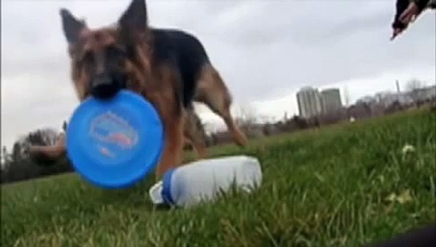 Long Haired German Shepherd dog does amazing tricks!
