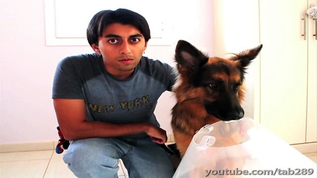 Clicker Training Tutorial- Cone Wearing!