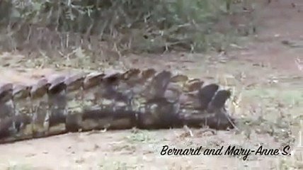 1m High Huge Crocodile Eating Warthog in the Road - Kruger Sightings