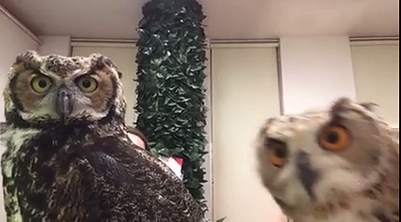 Wanna see this bird trick? I am Sure you Wil be amazed