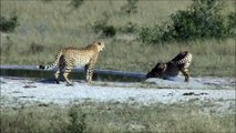 2 Cheetah drinking at Kwaggaspan - 29 April 2012 - Kruger Sightings