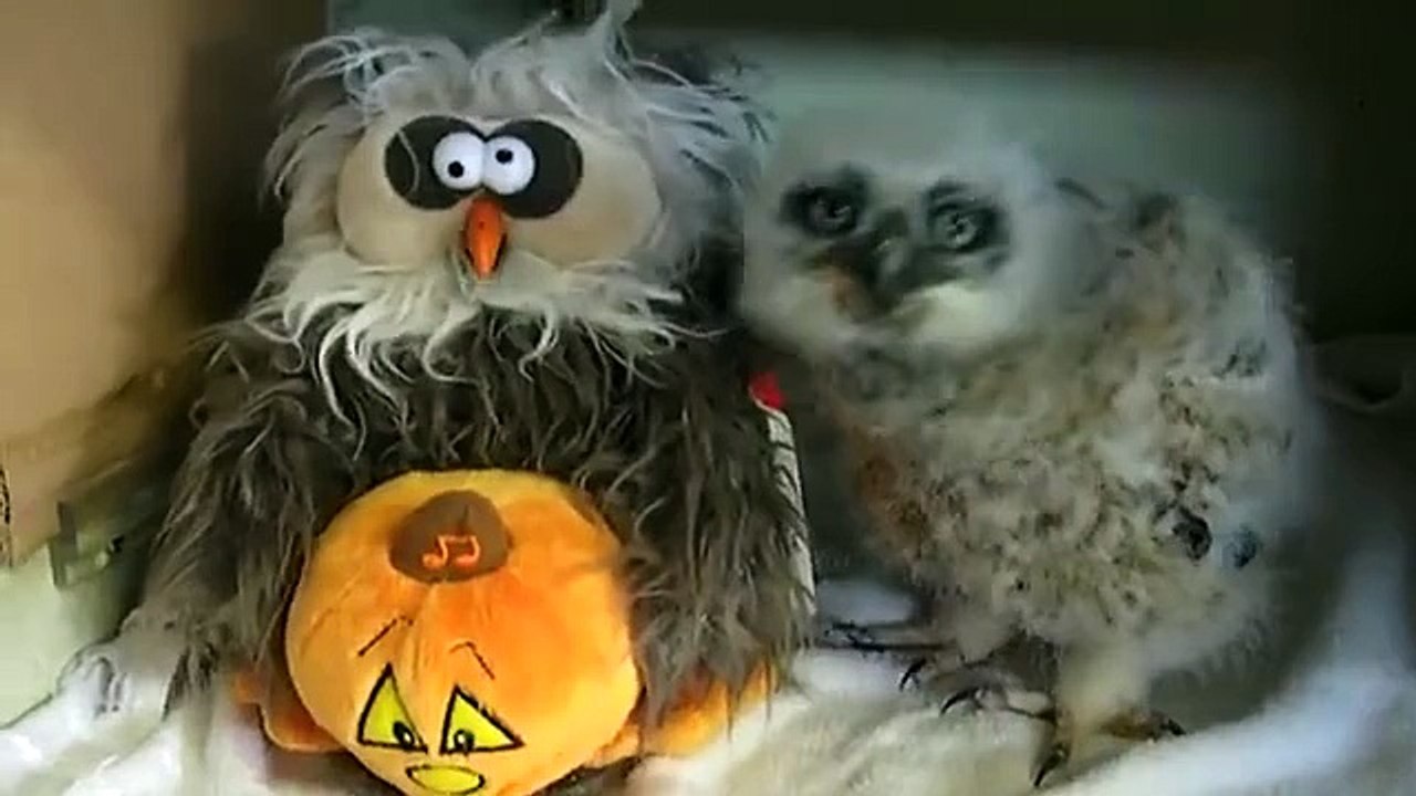 anothe beautiful bird must watch it