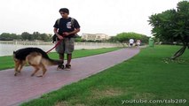 Clicker Dog Training- STOP Leash Pulling!
