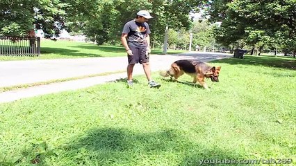 Dog Training Tutorial - DISTRACTIONS (Part 1)