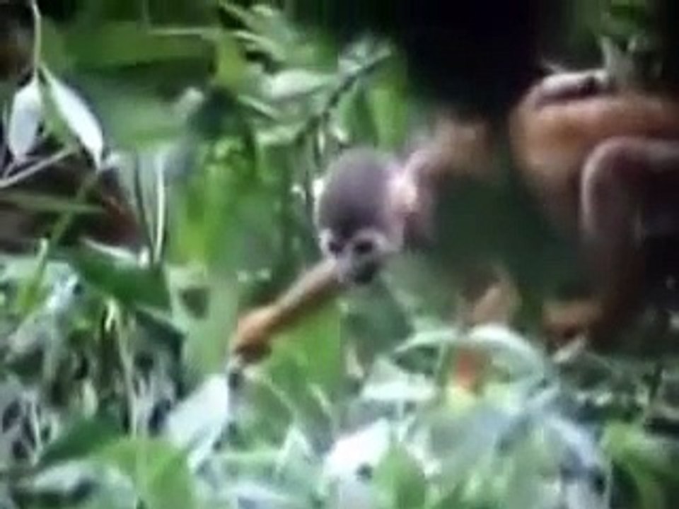 Tribos Canibais- Tribes documentary-Canibalistic tribes