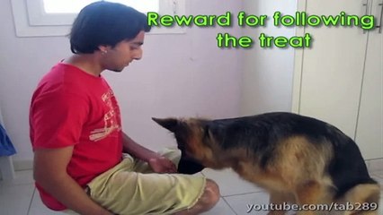 Dog Training Tutorial- Building Eye Contact & Attention!