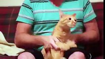 Comedy Express - hahahaha it's funny man with cat must watch and share