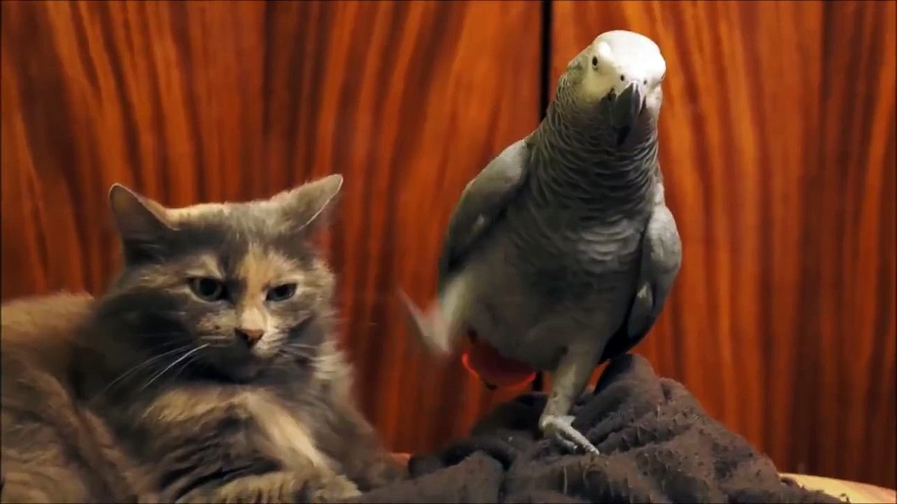 HAHA... Lets see whetere it kisses teh cat or not? He tried but watch what happened ?