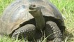 Animal Life Video: Galapagos Islands Animals (Galapagos Islands Animals Documentary)