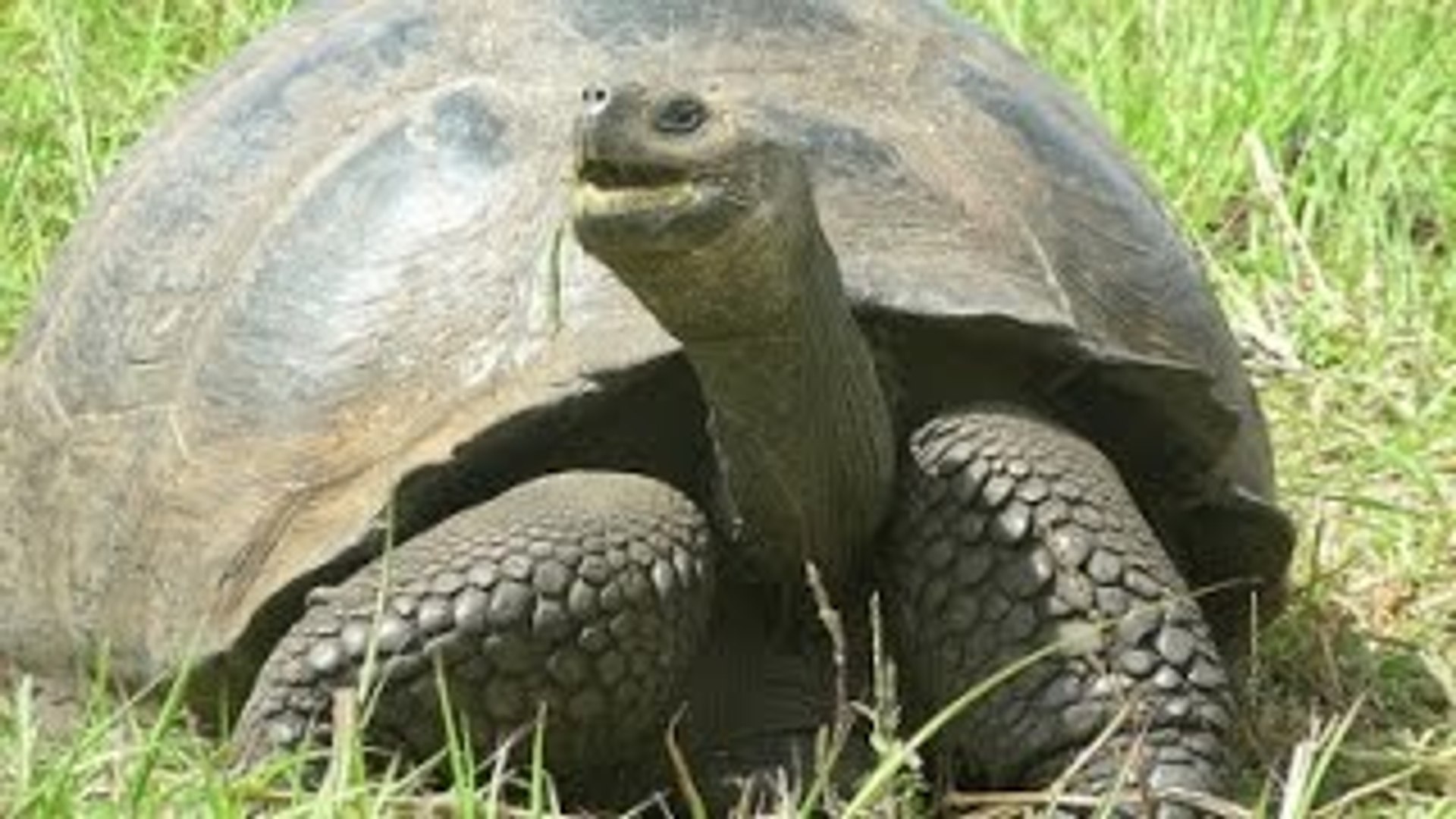 ⁣Animal Life Video: Galapagos Islands Animals (Galapagos Islands Animals Documentary)