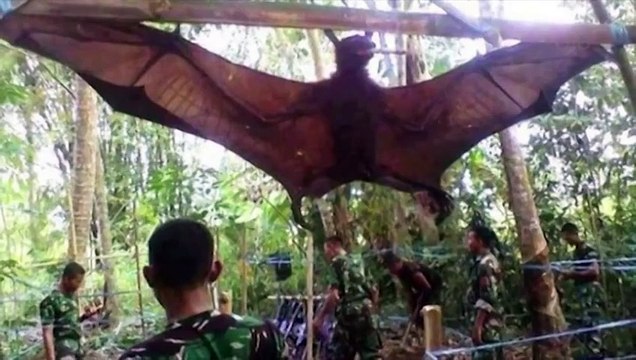 Les chauves-souris géantes des Philippines sont vraiment effrayantes !