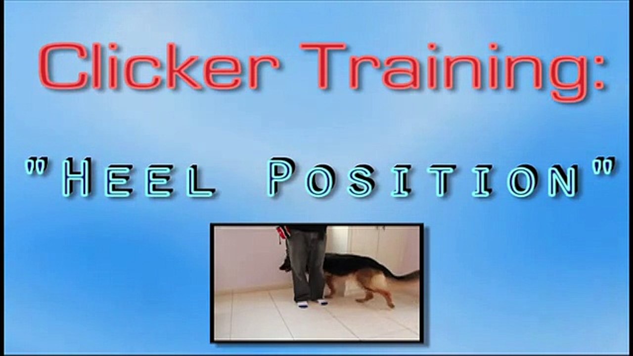 How To Clicker Train Heel Position (Dog Training)