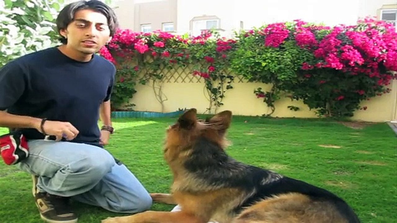How to teach ANY dog the perfect STAY! (part 1)