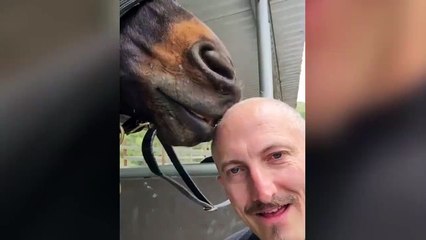 Funny Videos - Horse Gives Man a Head Massage