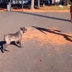 dog also wants to play with the boy but ?