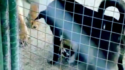 Brave dog vs. 2 lions- Dog win!!