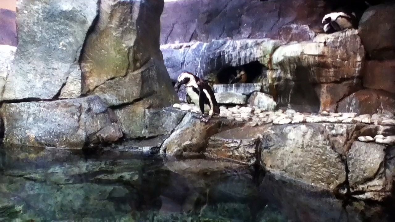 z57 presents itchy penguins