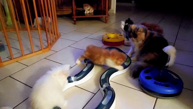 Lutin, Looper, Loulou , Loulou , Lana , Légo ( 2 mois )