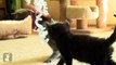 Cutest Little Kitten Makes Ribbon Into Tunnel - Kitten Love