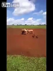 كبش مقابل كبشين...لكن لن تتوقع النتيجة