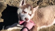 AWESOME SLOW MOTION HUSKY PUPPIES HAND ACTION! - Puppy Love