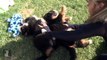 70 Seconds of Floppy Bernese Mountain Dog Puppies - Puppy Love