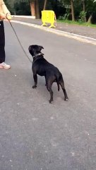 Statique staffordshire bull terrier iggy