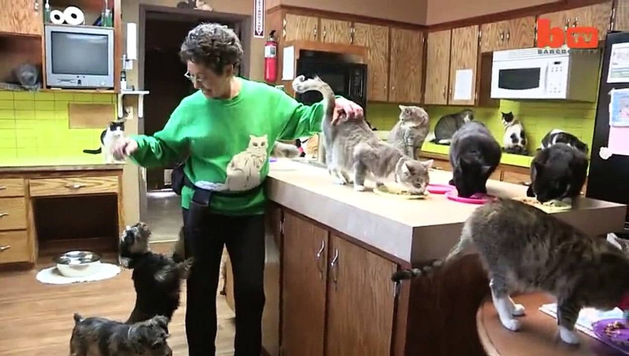 La femme aux chats existe ! Elle a vit avec plus de 1100 chats dans sa maison !
