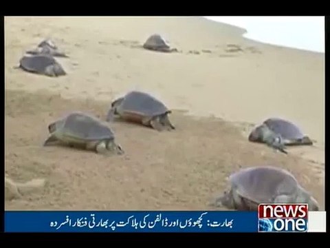 Sand artist made sand sculptures of turtles in India