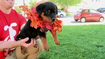 Ridiculous Rottweiler Puppies Play With Tiny Stuffed Animal - Puppy Love