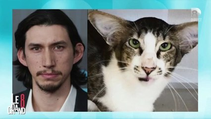 Le sosie (félin) d'Adam Driver alias Kylo Ren !