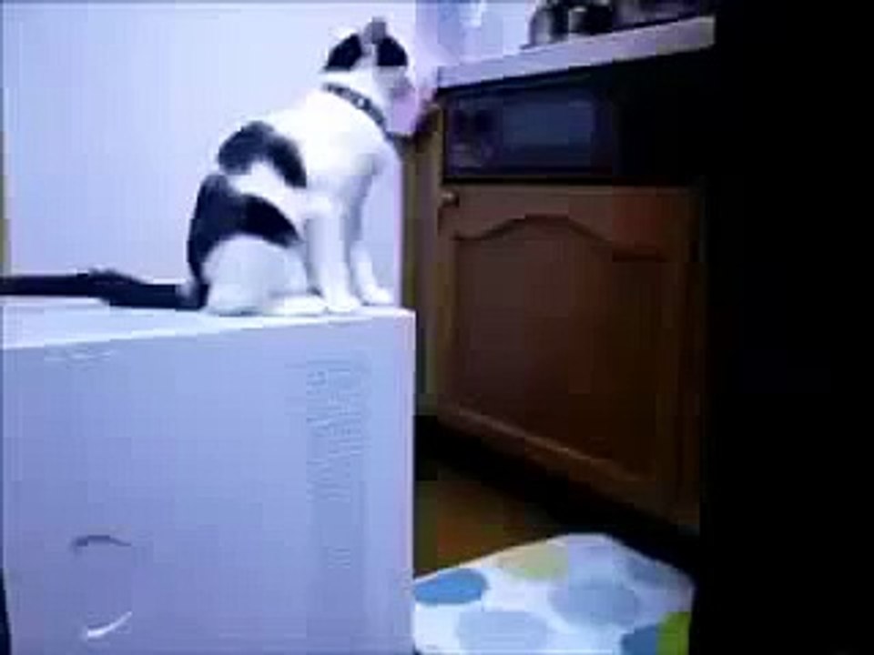 короткие ролики о животных смотреть всем