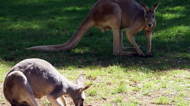 Невероятные факты о животных. Интересные факты о животных 3