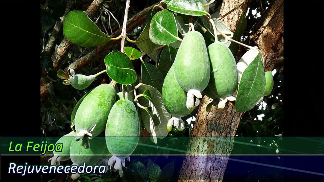 La Feijoa