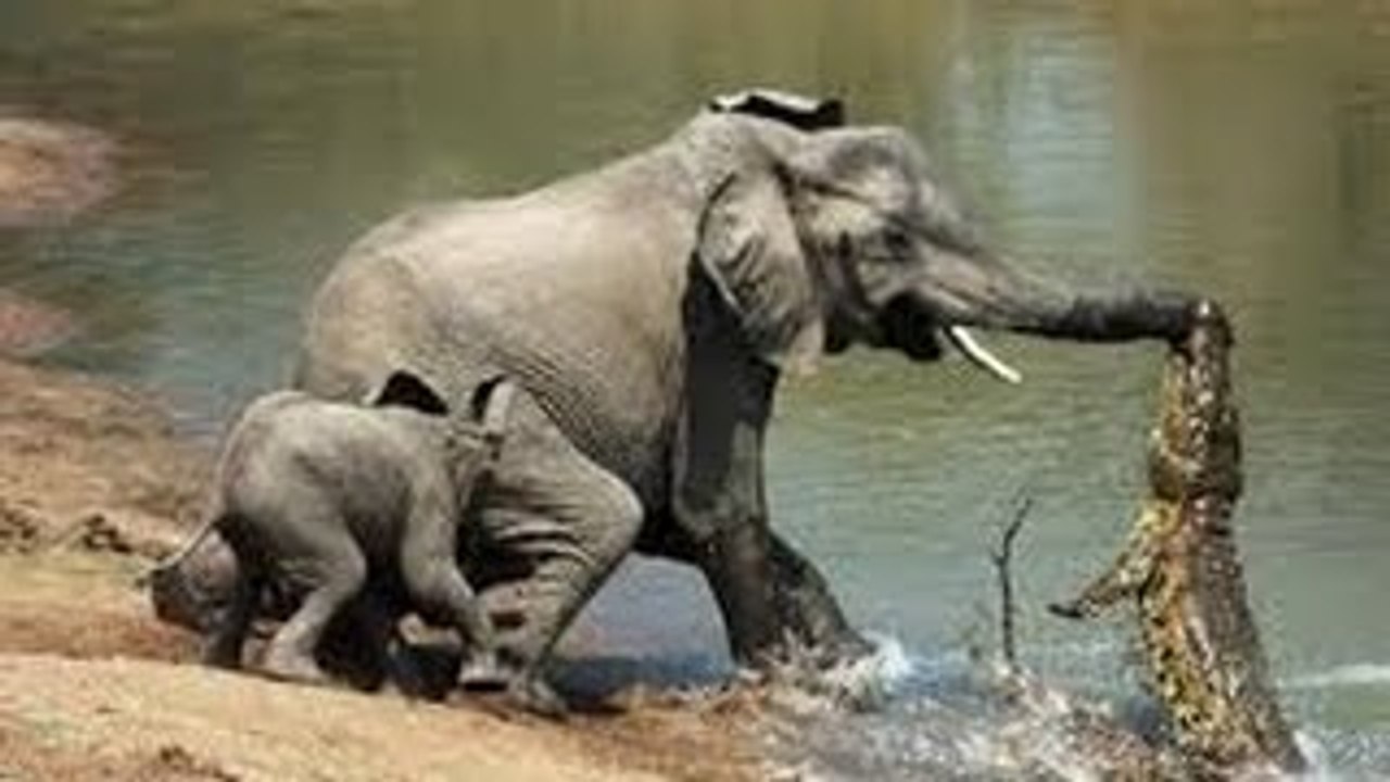 Documentary Animals National Geographic Wild Animal Documentary