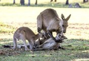 Anne Kanguru Öldü, Eşi ve Bebeği Yürekleri Parçaladı